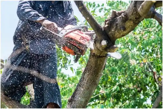 tree services Otis Orchards-East Farms